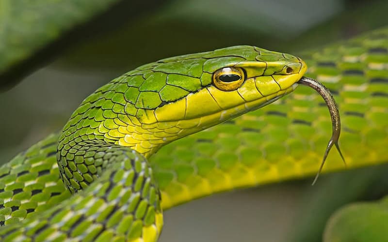 Snakepedia - Not Dangerous