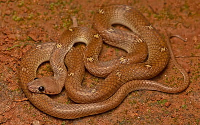 Anamala Wolf Snake