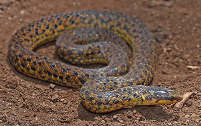Anamala Wood Snake