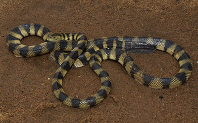 Annulated Sea Snake