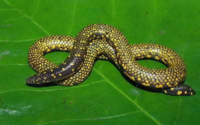 Ashambu Shieldtail