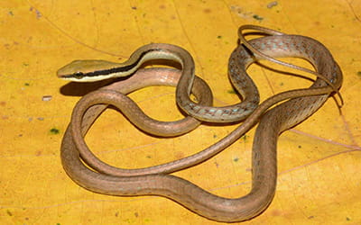 Ashok’s Bronzeback