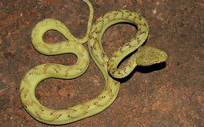 Bamboo Pit Viper