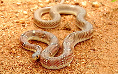 Banded Racer