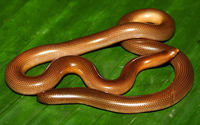 Beaked Worm Snake