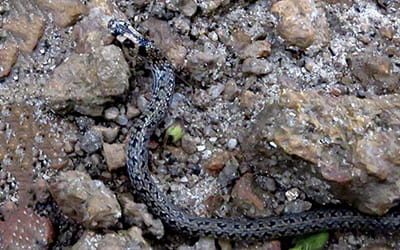 Beddome's Coral Snake