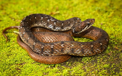 Beddome’s Keelback