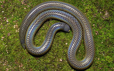 Beddome's Shieldtail