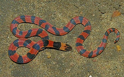 Bibron’s Coral Snake