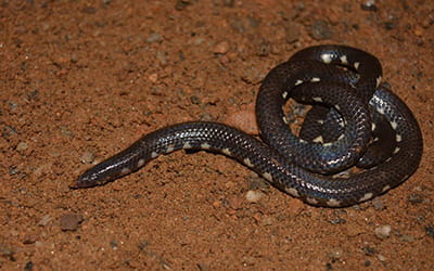 Bicoloured Shieldtail