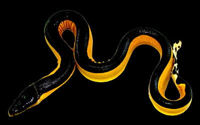 Black and Yellow Sea Snake