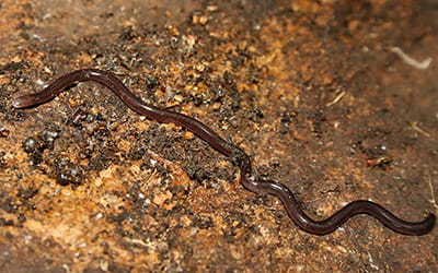 Brahminy Worm Snake