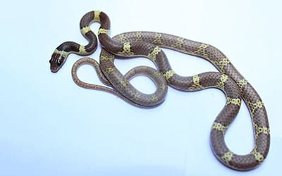 Bridal Snake