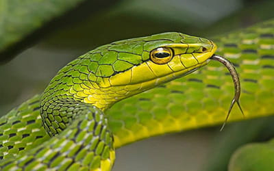 Bronze-headed Vine Snake