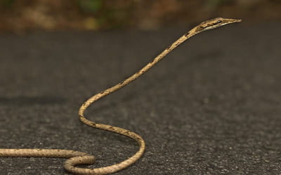 Brown Vine Snake
