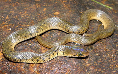 Checkered Keelback