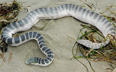 Cochin-banded Sea Snake