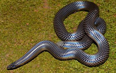 Cochin Shieldtail
