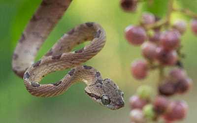 Collared Cat Snake