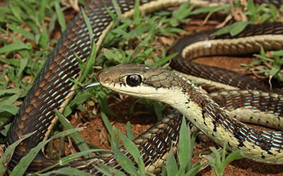 Common Bronzeback
