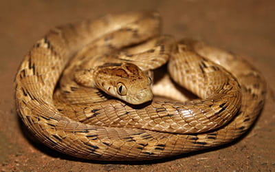 Common Cat Snake