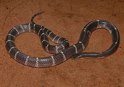 Common Krait
