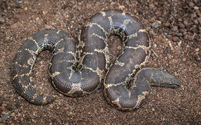 Common Sand Boa