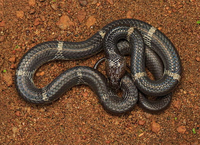 Common Wolf Snake