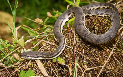 Dog-faced Water Snake
