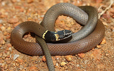 Dumeril’s Black-headed
