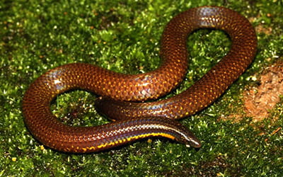 Elliot's Shieldtail