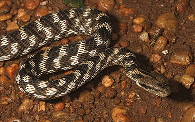 Forsten's Cat Snake