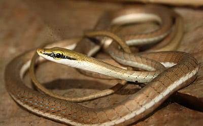 Giri’s Bronzeback