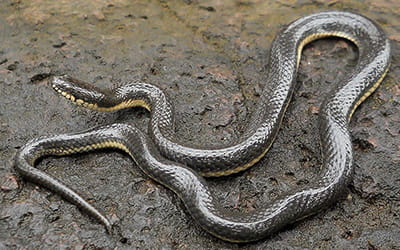 Glossy Marsh Snake