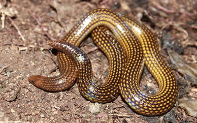 Golden Shiledtail