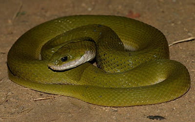 Green Keelback