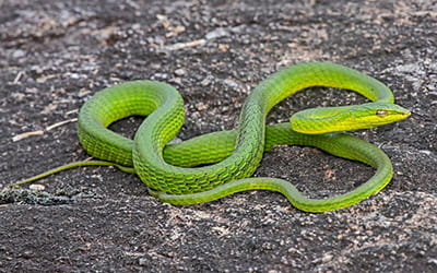 Gunther’s Vine Snake