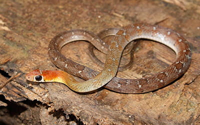 Hill Keelback