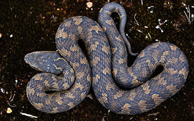 Horseshoe Pit Viper
