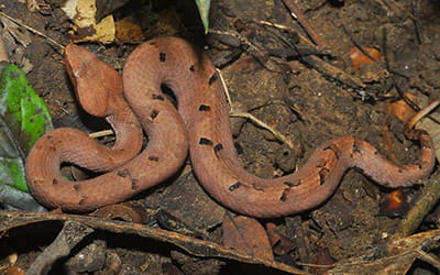 Hump-nosed Pit Viper