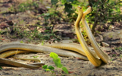 Indian Rat Snake