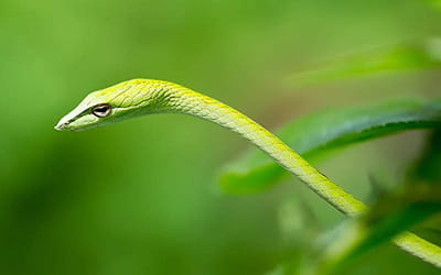 Isabelline Vine Snake