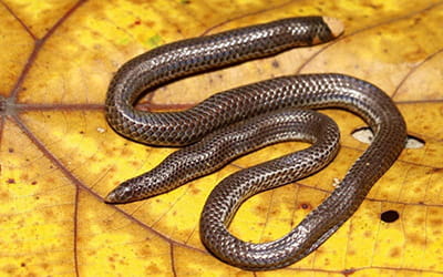 Karinthadan's Shiledtail