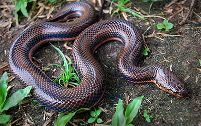Kerala Mud Snake