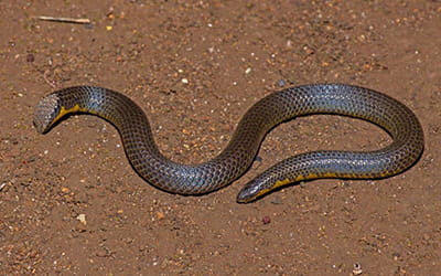 Kerala Shieldtail