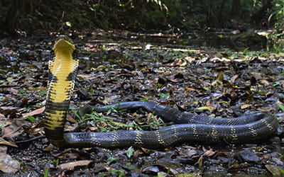 King Cobra