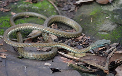 Large-eyed Bronzeback