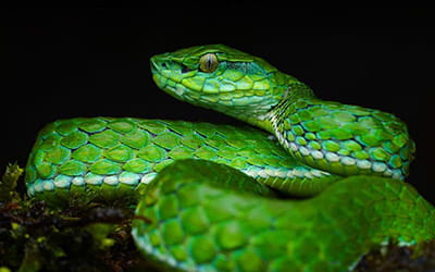 Large-scaled Pit Viper