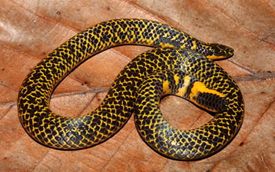 Madurai Earth Snake