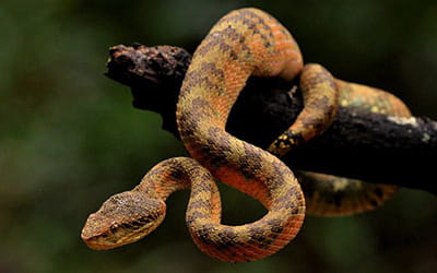 Malabar Pit Viper